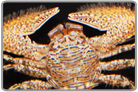 Striped Porcelain Crab
